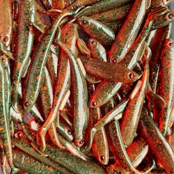 Gigashad Mälaroil 10cm - 5pcs