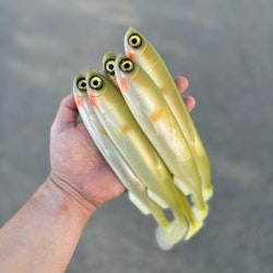 Gigashad Setsuki Ayu 27cm