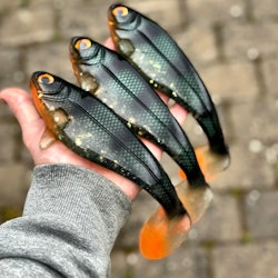 Snackbite Emerald Perch 21cm
