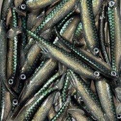 Gigashad 12,5cm Sparkling Smelt 3pcs