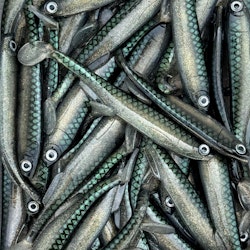 Gigashad 12,5cm Sparkling Smelt 3pcs