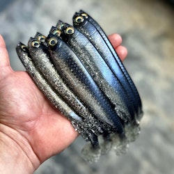 Gigashad Blå/silver 20cm