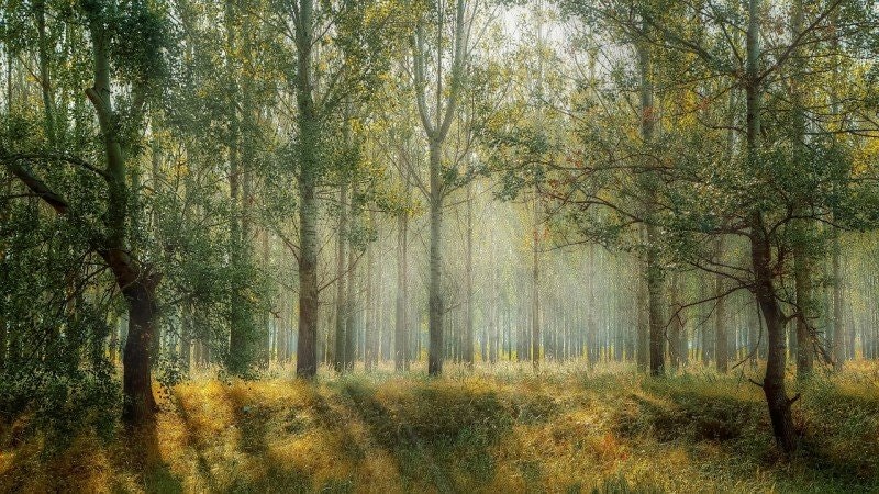 Designtävling Tema Naturen