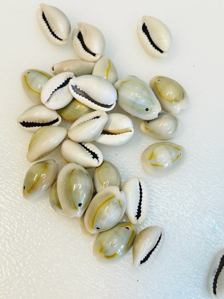 Cowrie äkta snäckskal, berlock, 13-16mm (20st)