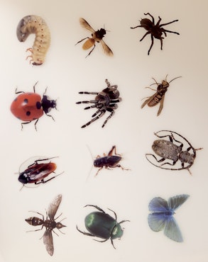 Insekter, Klistermärken av transparent vinyl (10st)