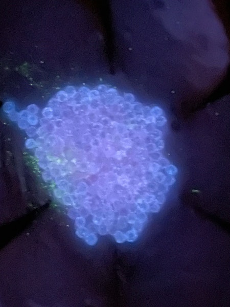 Glaspärlor utan hål, 2mm, rosa caviar beads (20g, ca 1250st)