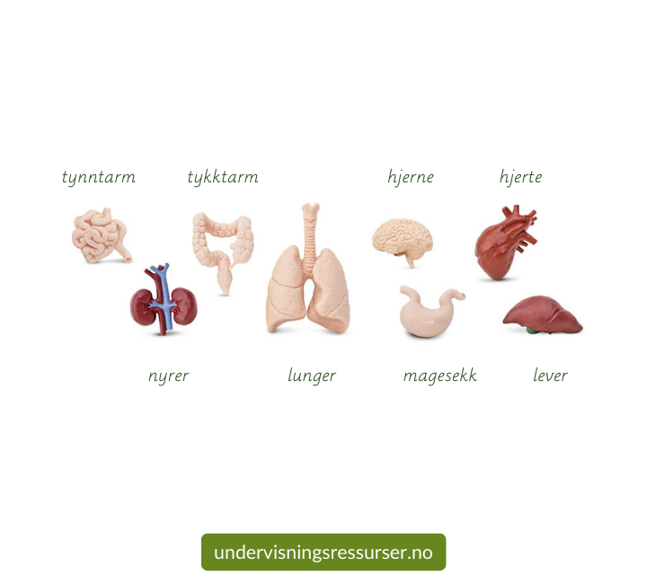 Miniatyr organer, indre organer, menneskekropp læremidler