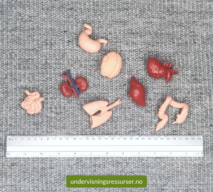 Miniatyr organer, indre organer, menneskekropp læremidler