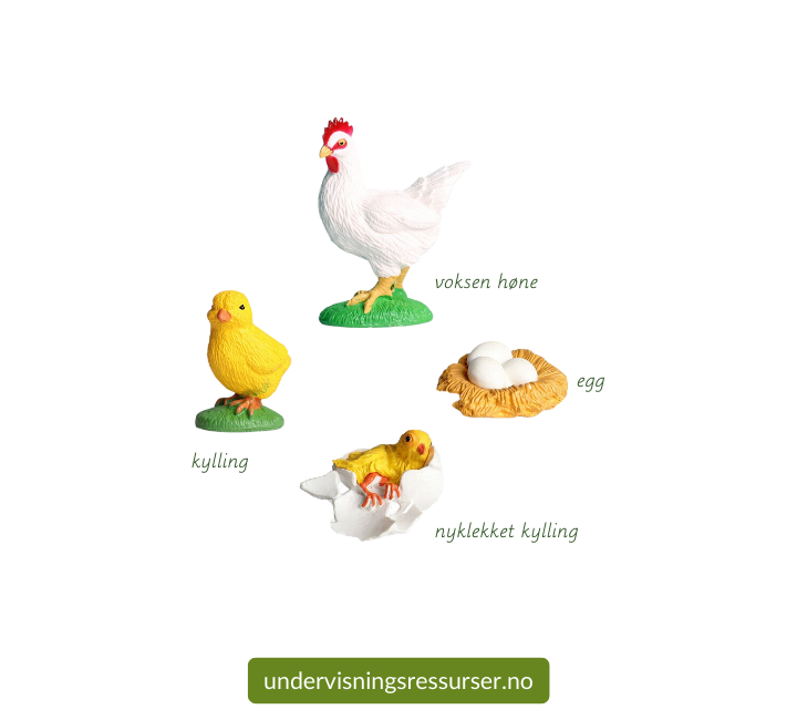 Hønas livssyklus, fra egg til voksen høne, konkreter