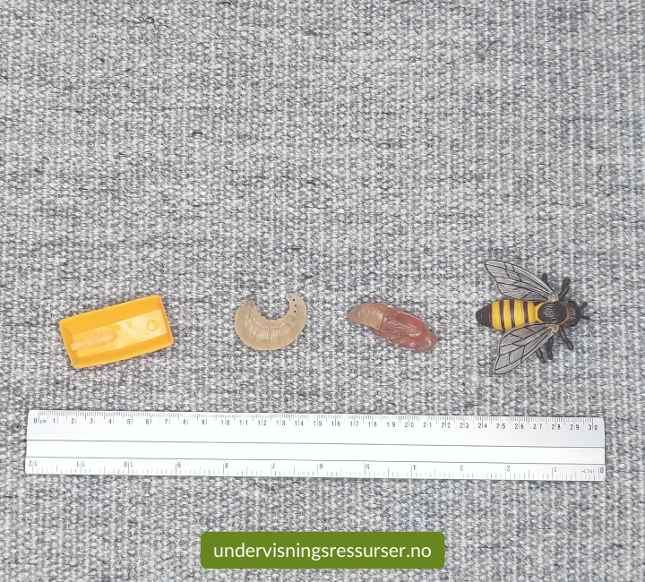 Livssyklus til en honningbie, konkreter miniatyr
