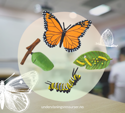 Livssyklus hos en sommerfugl, Monark sommerfugl konkreter
