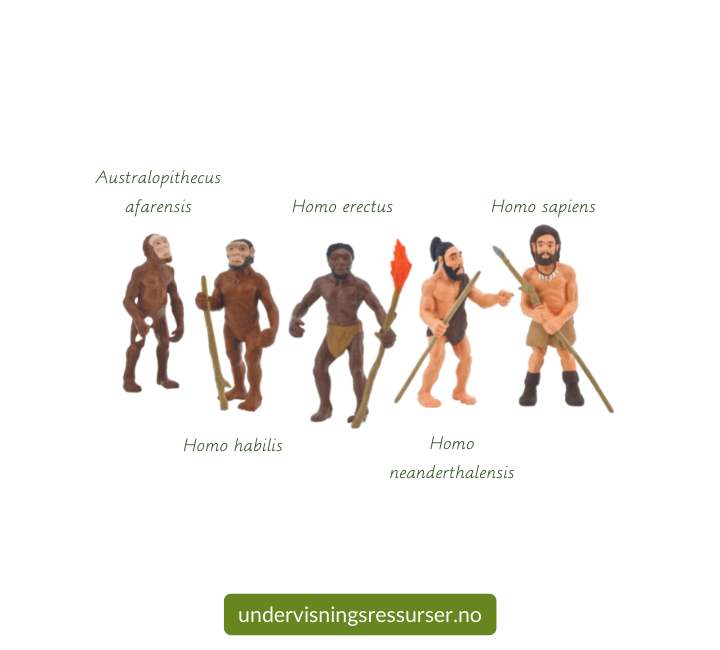 Menneskets evolusjon, menneskets utvikling figurer