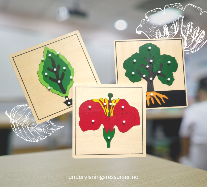 Pedagogiske puslespill botanikk: blomst, blad, tre. Delenes funksjon.