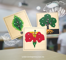 Pedagogiske puslespill botanikk: blomst, blad, tre. Delenes funksjon.