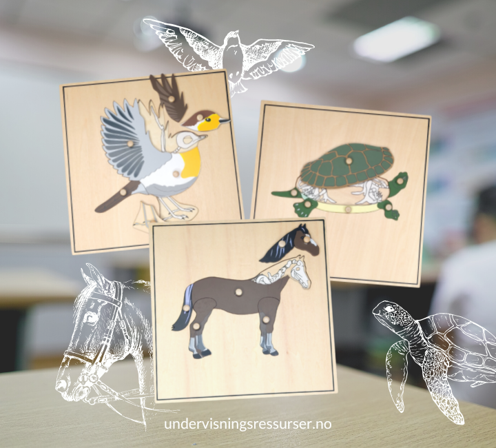 Zoologi pedagogiske puslespill ytre deler, indre deler: hest, fugl og skilpadde