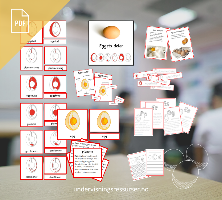 PDF Eggets deler - Eggets anatomi - Kortmateriell med faktatekster og illustrasjoner