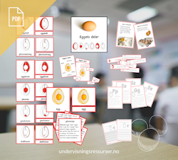 PDF Eggets deler - Eggets anatomi - Kortmateriell med faktatekster og illustrasjoner