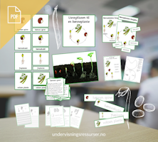 PDF Livssyklusen til en bønneplante - bønnenplantens livssyklus - spiring av bønner