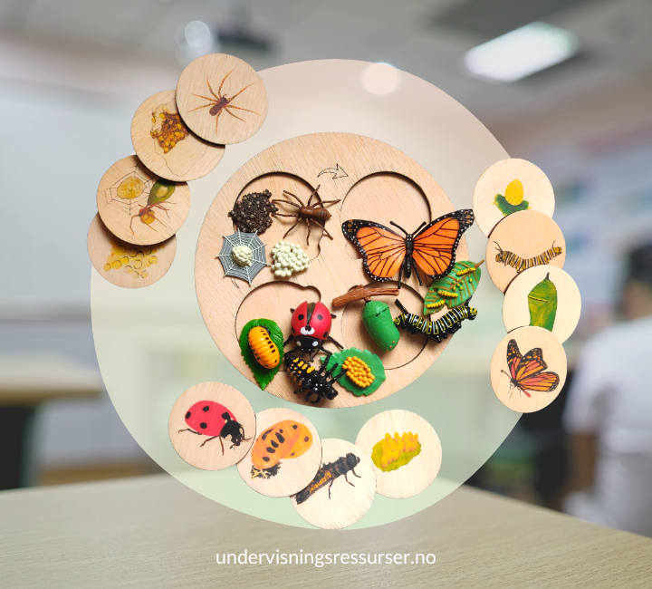Livssyklus brett & konkreter småkryp: edderkopp, sommerfugl og marihøne