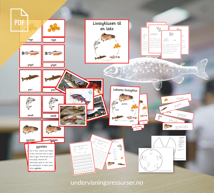 PDF Livssyklusen til en laks - laksens vandring - undervisningsopplegg villaks