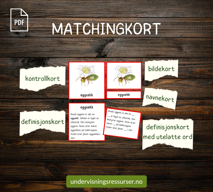 PDF Edderkopp - edderkoppens livssyklus - Montessori matchingkort