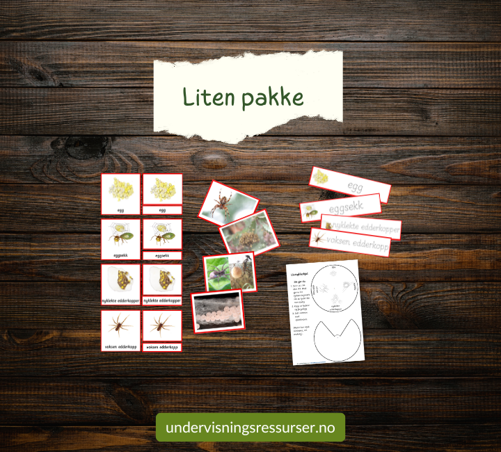 PDF Edderkopp - edderkoppens livssyklus - Montessori matchingkort