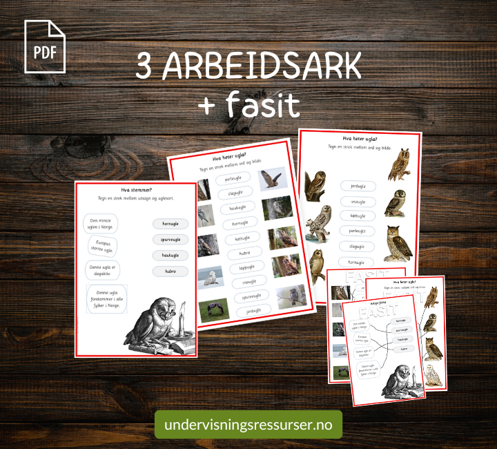 PDF Ugler i Norge - Flashcards, arbeidsark, arbeidshefte mmm