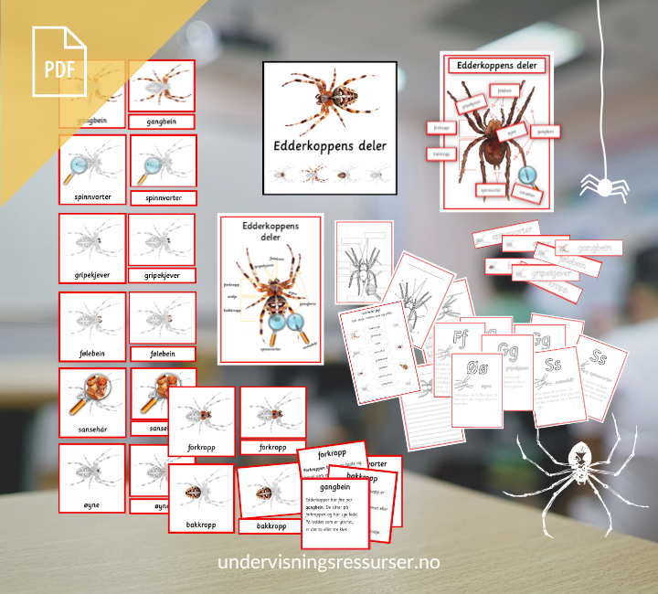 PDF Edderkoppens deler - Anatomi til en edderkopp - Kortmateriell med nivådelte faktatekster