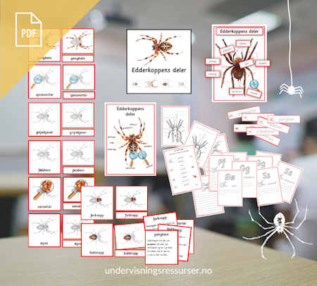 PDF Edderkoppens deler - Anatomi til en edderkopp - Kortmateriell med nivådelte faktatekster