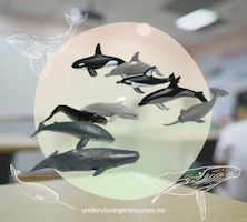 Hval og delfiner - realistiske miniatyrer, sett 11 stk