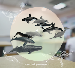 Hval og delfiner - realistiske miniatyrer, sett 11 stk