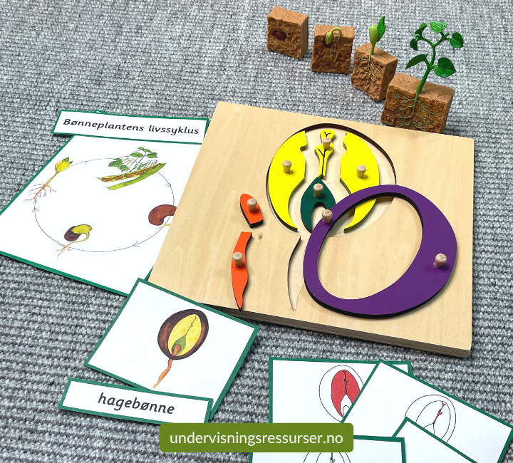 Montessori puslespill - bønnefrøets deler - frøplante, naturfag