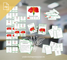 PDF Blomstens deler - Botanikk biologi undervisning - delenes funksjon