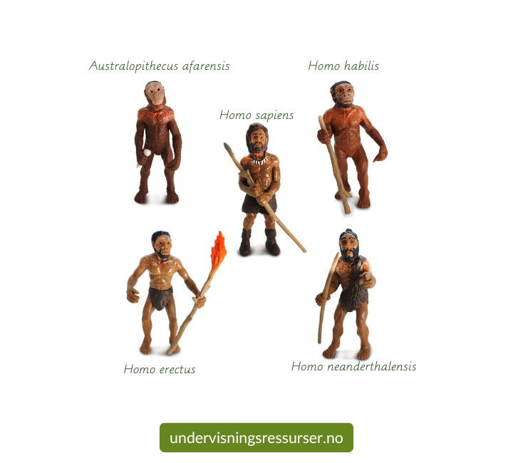 Menneskets evolusjon, menneskets utvikling figurer