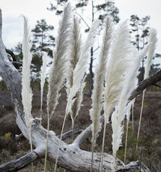 Pampasgräs M Offwhite