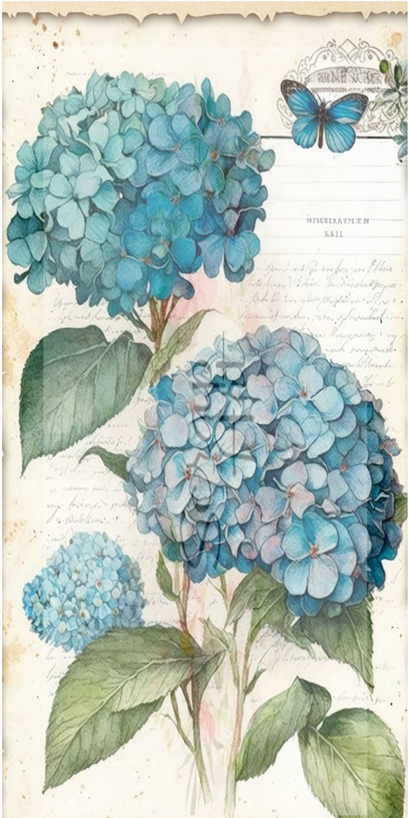 Blå hortensia 1