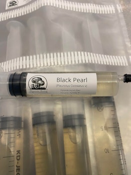 Flytande mycel Black Pearl Ostron 20ml