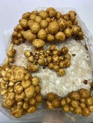 Flytande mycel Nameko 20ml