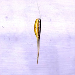 Scum Gill - Crappie Slayer 7,6cm