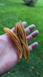 Pumpkin Fire - Finesse Worm 10cm