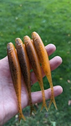 Pumpkin Fire - The Gimp 12,5cm