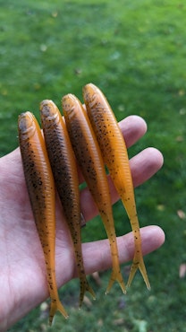 Pumpkin Fire - The Gimp 12,5cm