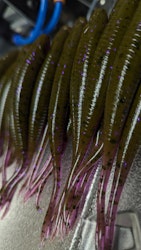 HULKENS AVFÖRING - The Gimp 12,5cm