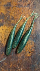 Motoroil Perch UV - The Gimp 12,5cm