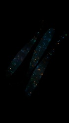 Magic Shampoo (UV Glow) - The Gimp 12,5cm
