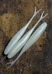 Magic Shampoo (UV Glow) - The Gimp 12,5cm