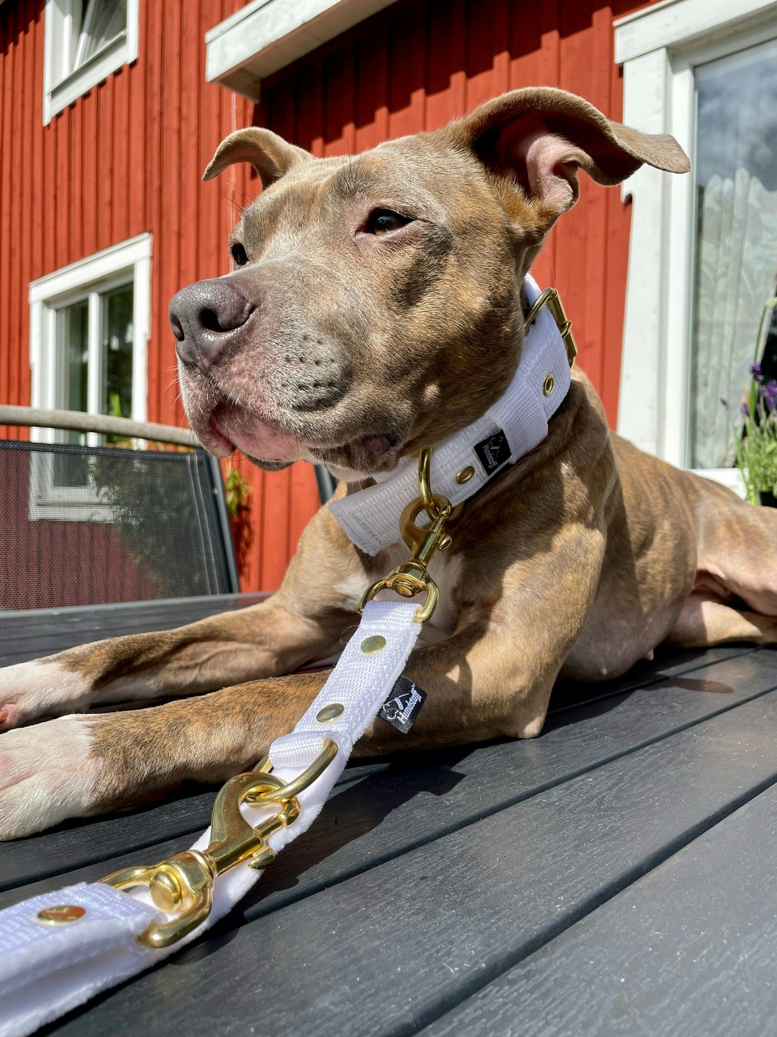 Active Golden Vitt - Brett slitstarkt halsband med spänne - Hundstaff