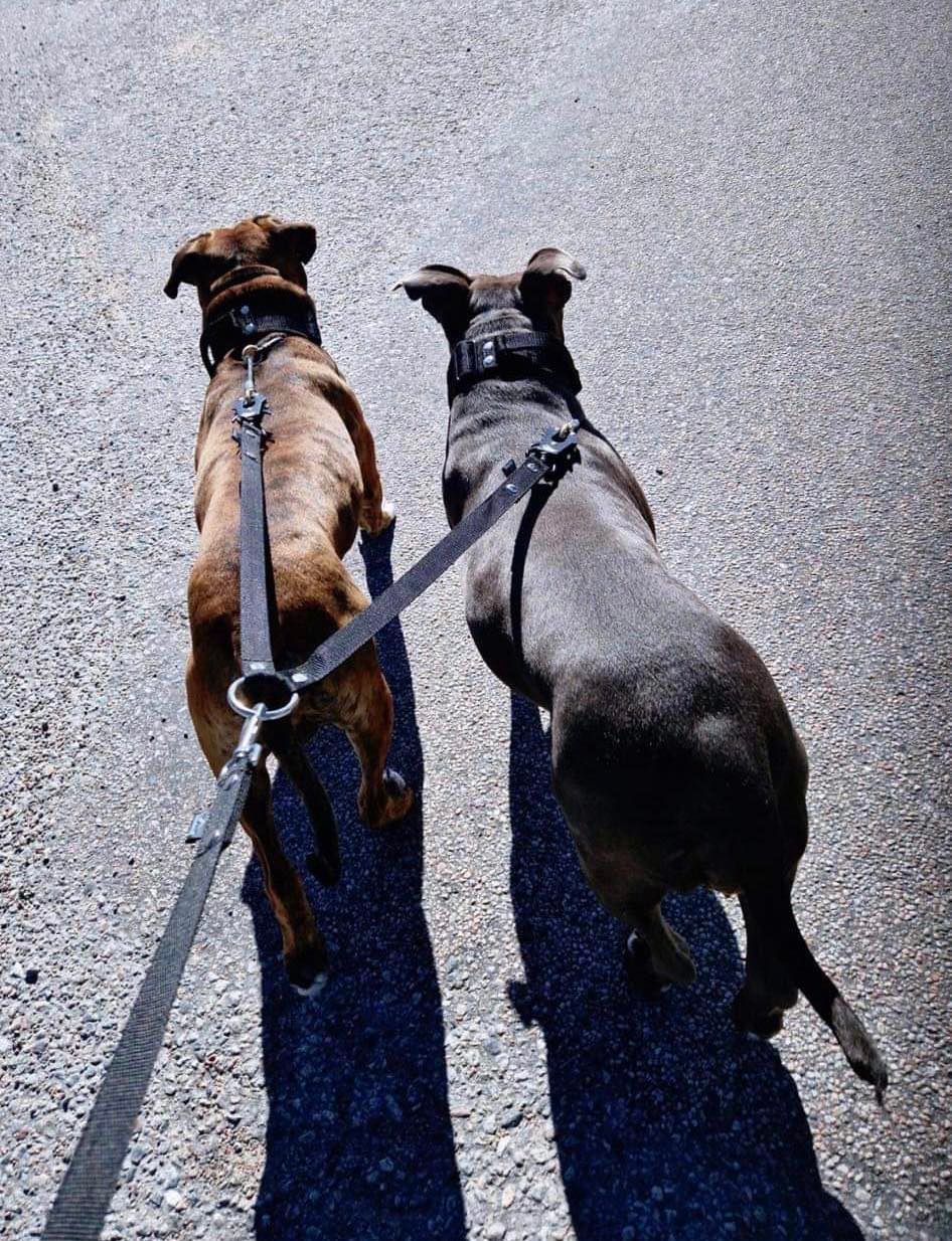 Tvillingkoppel för 2 hundar - Double leash