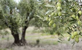 Manzanilla oliver urkärnade, fyllda med pimiento 720g