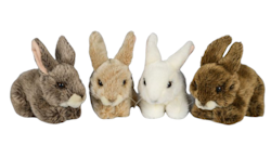 Kaninungar 4 olika sorter
